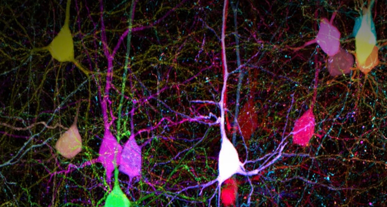 FLUOVIEW FV5000 智能全光谱共聚焦显微镜