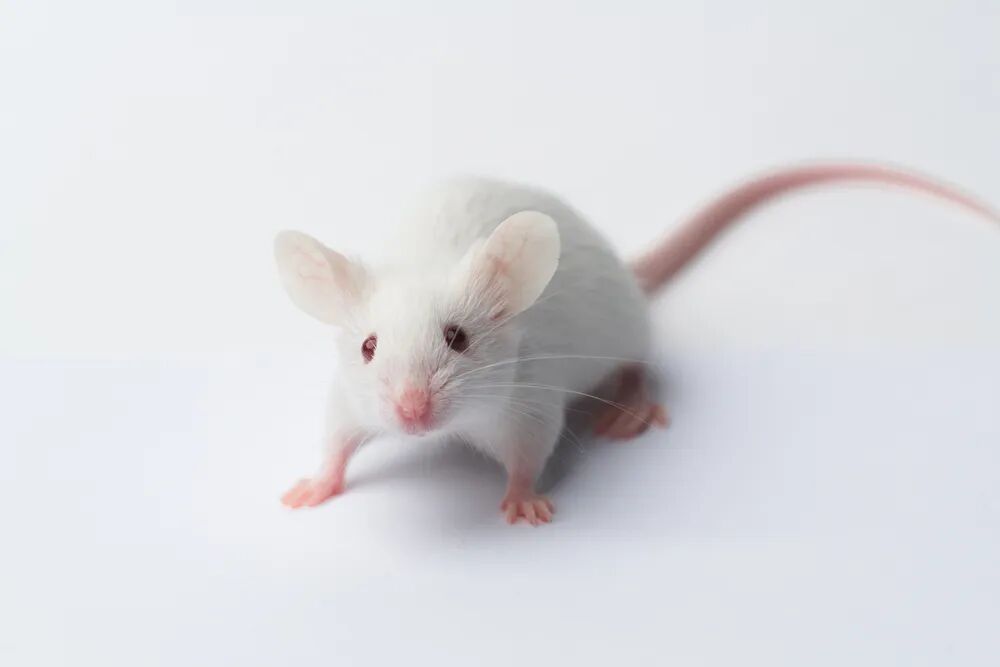 这些常见的小鼠，背景原来是这样！