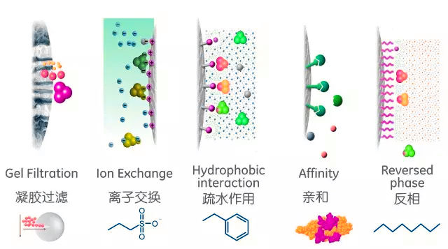 蛋白纯化技术原理与应用