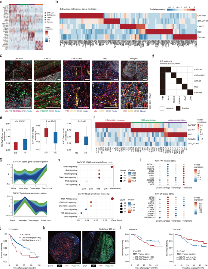 Cell Discovery| Tissue Cytometry技术助力复旦大学樊嘉院士团队揭示CAF 亚群互作新机制