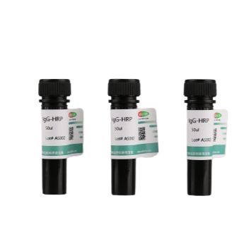 Goat anti-Rabbit IgG-HRP Antibody