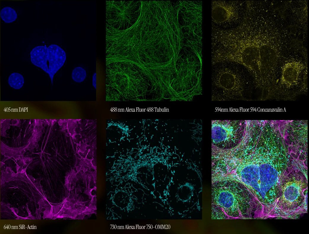 FLUOVIEW FV5000 智能全光谱共聚焦显微镜