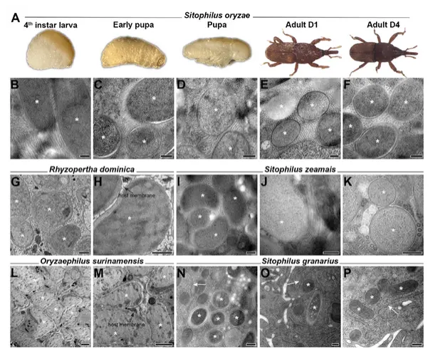 Cell 重磅发现！细菌在昆虫体内自建 “糖管网”，破解内共生营养转移之谜
