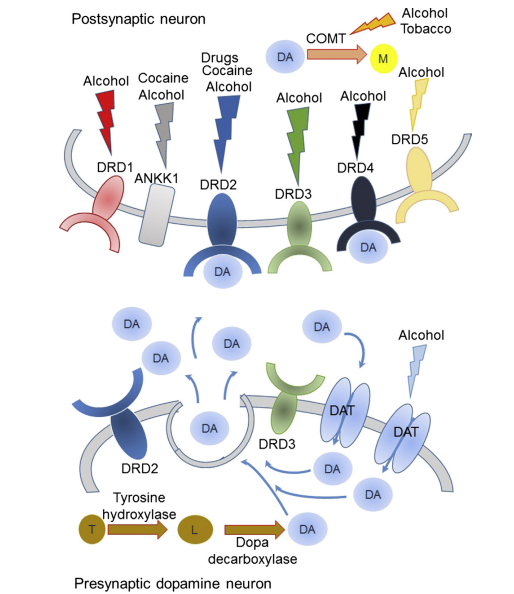 多巴胺能神经元工具鼠如何选择