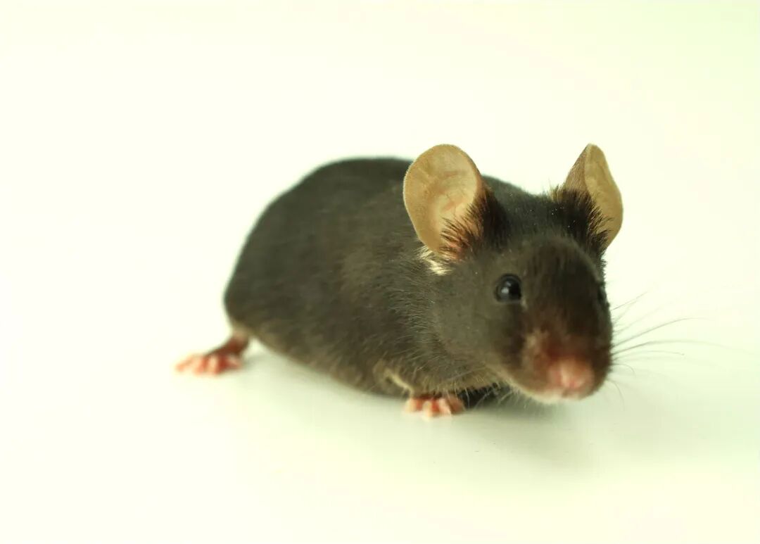 这些常见的小鼠，背景原来是这样！