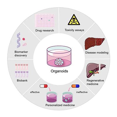 免疫/抗血管药筛选