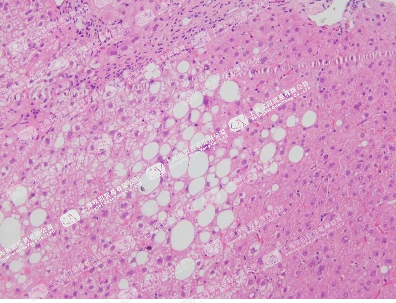 权阳的生物小课堂 | 组织切片的广泛用途！