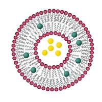 用于肝癌治疗的双靶向策略：奥曲肽介导的脂质体载紫杉醇（Paclitaxel）或5-氟尿嘧啶（5-FU）