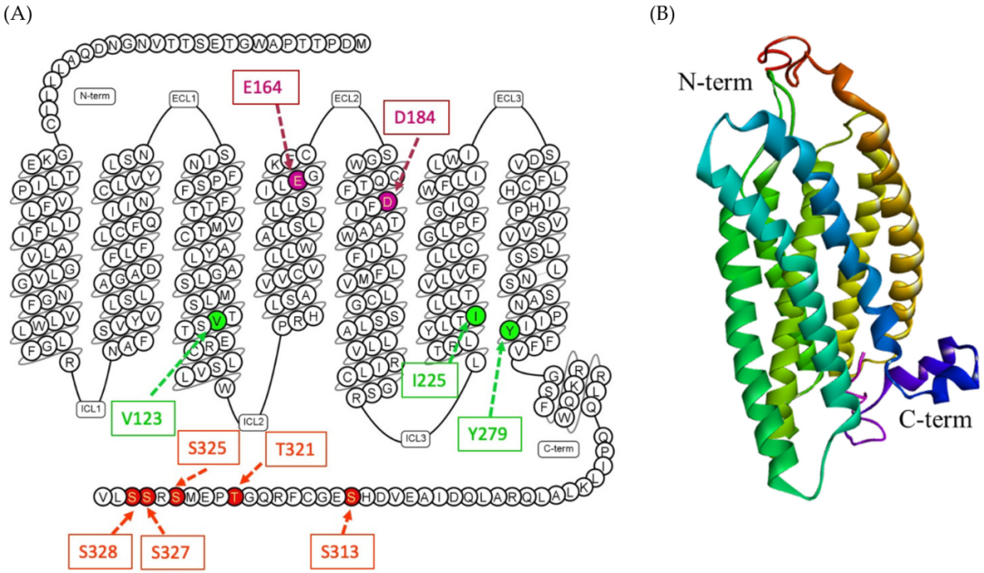MRGPRX2：肥大细胞激活开关，过敏性疾病治疗新星！