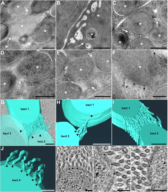 Cell 重磅发现！细菌在昆虫体内自建 “糖管网”，破解内共生营养转移之谜