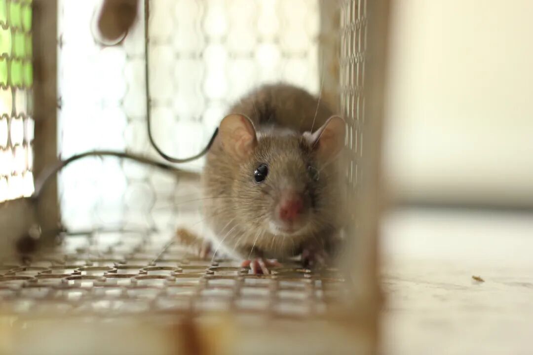 这些常见的小鼠，背景原来是这样！