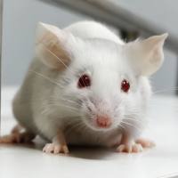 肥胖小鼠合并急性胰腺炎