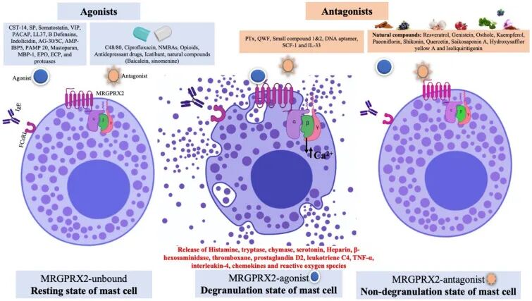MRGPRX2：肥大细胞激活开关，过敏性疾病治疗新星！
