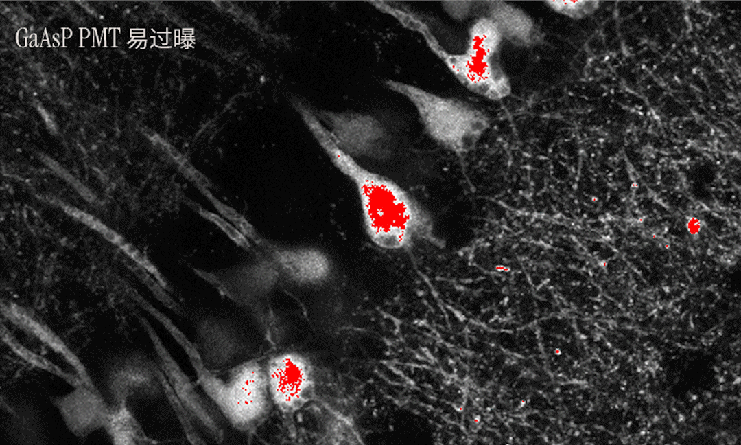 FLUOVIEW FV5000 智能全光谱共聚焦显微镜