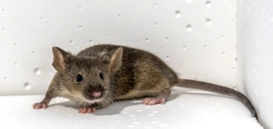这些常见的小鼠，背景原来是这样！