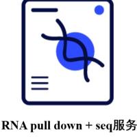 RNA pulldown+seq技术服务