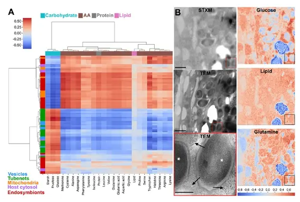 Cell 重磅发现！细菌在昆虫体内自建 “糖管网”，破解内共生营养转移之谜