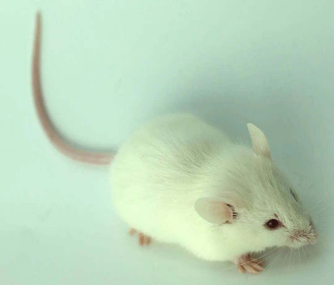 这些常见的小鼠，背景原来是这样！