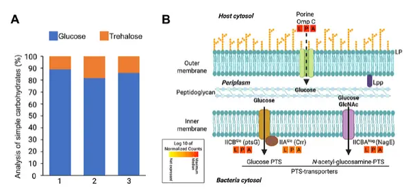 Cell 重磅发现！细菌在昆虫体内自建 “糖管网”，破解内共生营养转移之谜