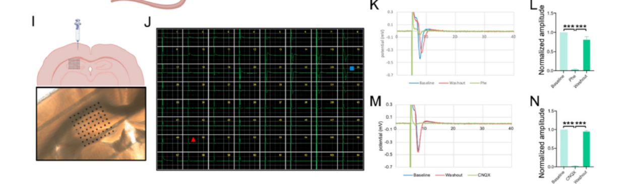 MED64平面微电极矩阵记录系统文章分享,武汉大学，武汉人民医院悉尼大学科研团队发表在Biomaterials 上名为MiR-138 reprograms dental pulp stem cells into GABAergic neurons via the GATAD2B/MTA3/WNTs axis for stroke treatment 报告