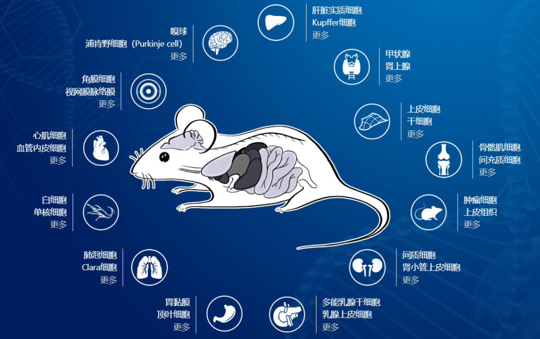 多巴胺能神经元工具鼠如何选择