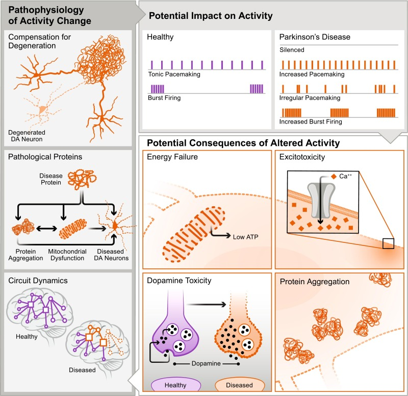 多巴胺能神经元工具鼠如何选择