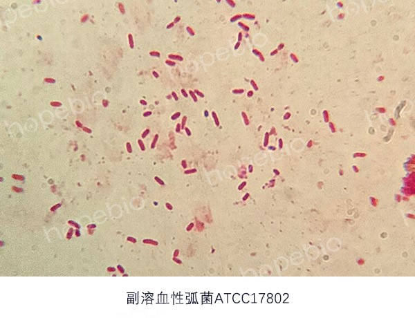 弧菌对水产养殖业的影响及防治方法