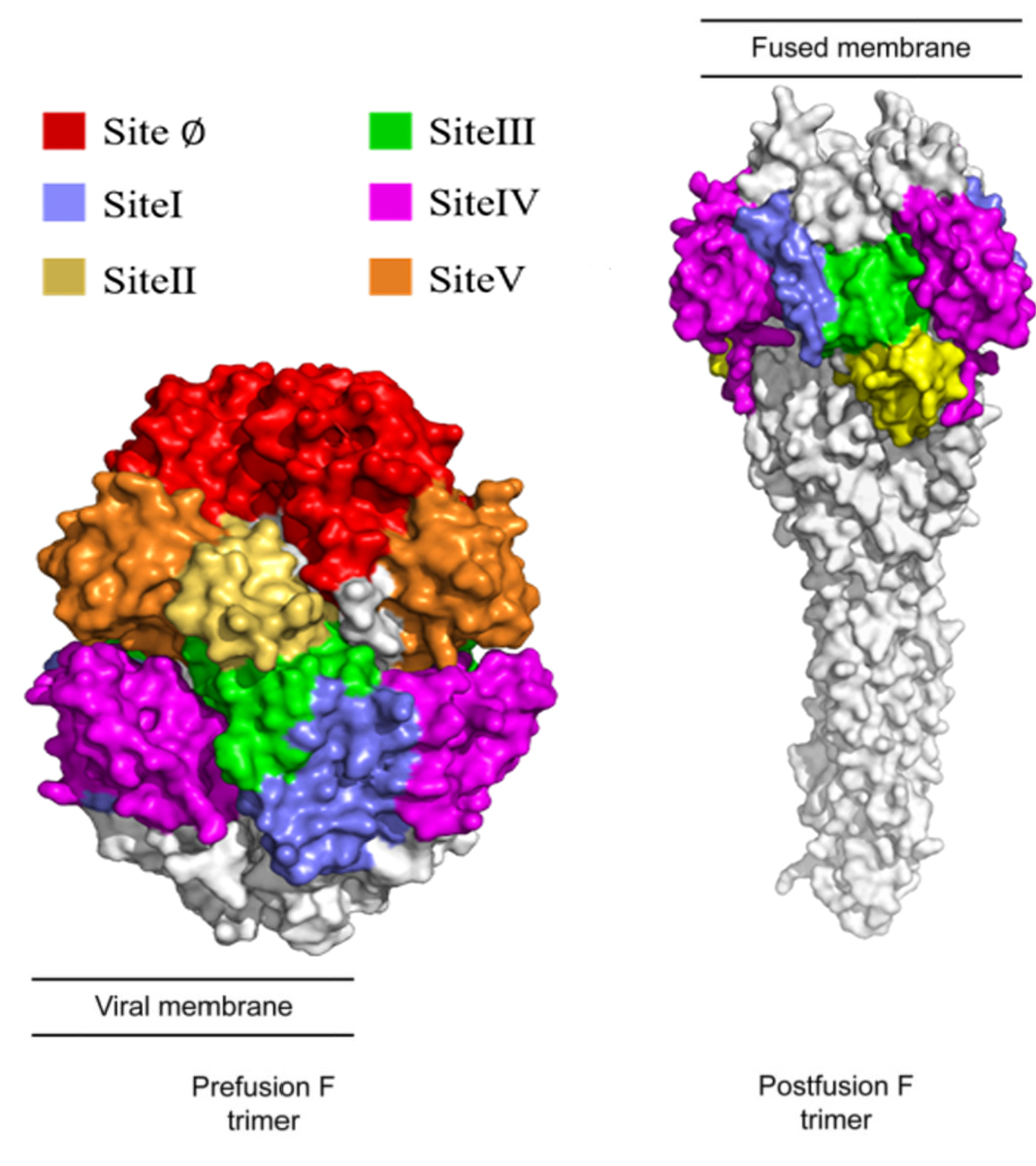 RSV三大呼吸道病毒之一，F和G蛋白是入侵宿主的关键