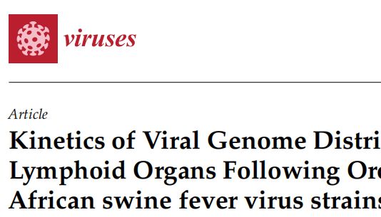 新研究：非洲猪瘟减毒毒株在猪体外周淋巴器官中的分布规律首次被系统揭示！