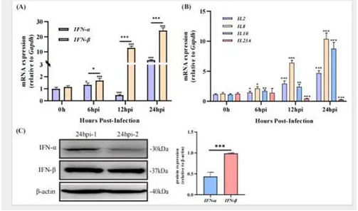 普健生物Xten? Mab 单B技术助力鸭肝炎先天免疫动态机制