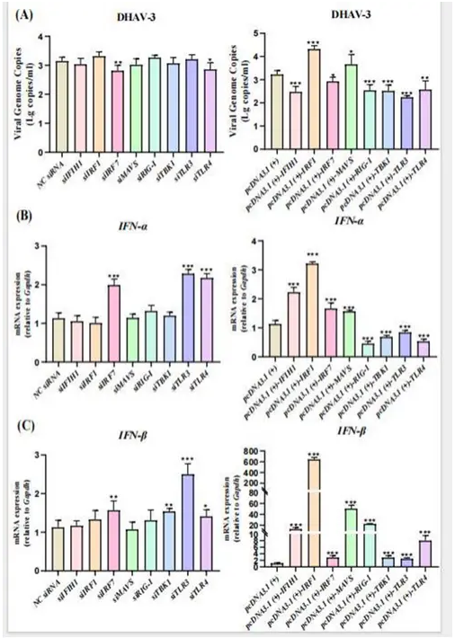 普健生物Xten? Mab 单B技术助力鸭肝炎先天免疫动态机制