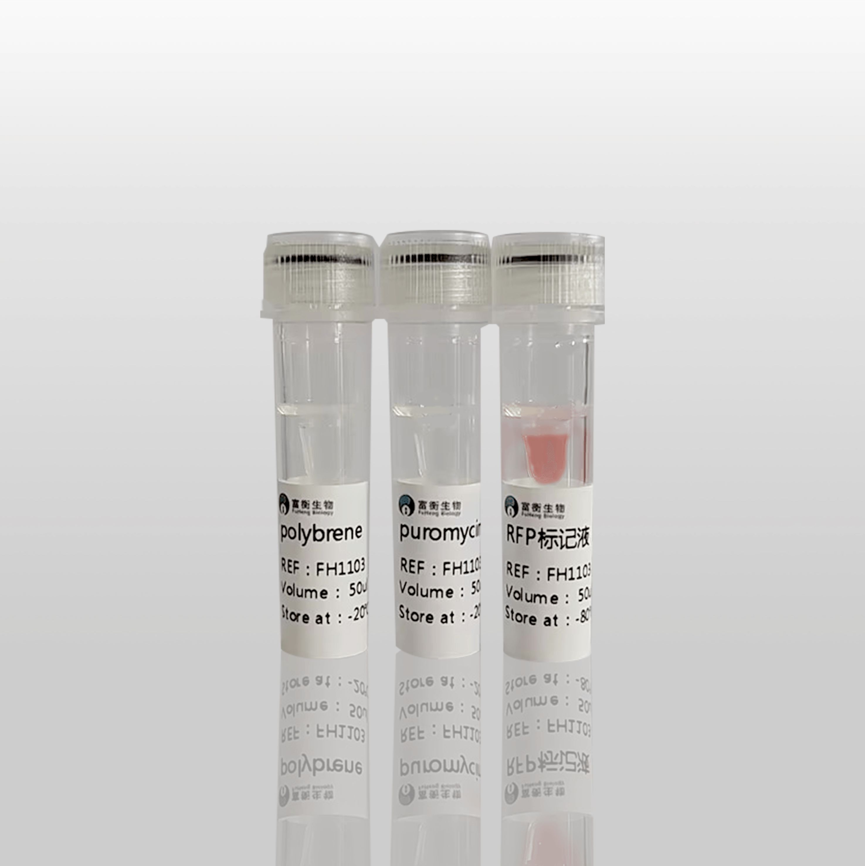 红色荧光蛋白标记试剂盒