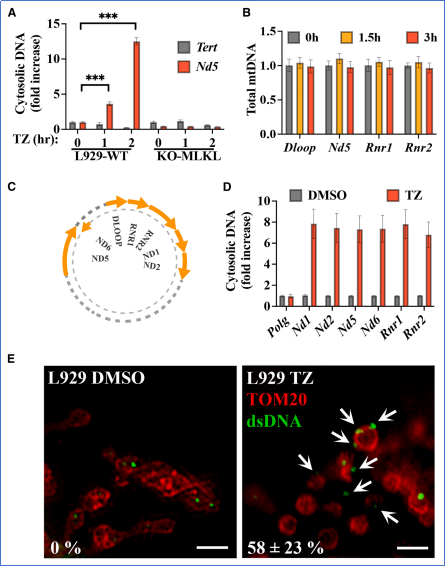 6390052926628560056265575