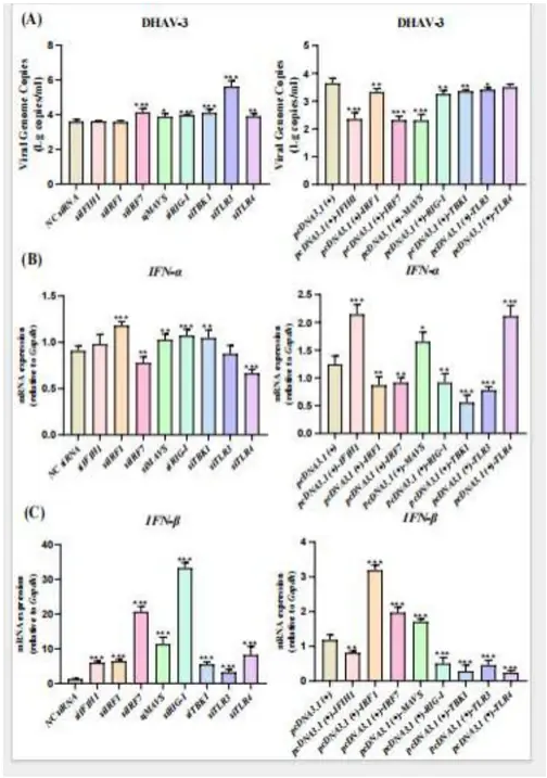 普健生物Xten? Mab 单B技术助力鸭肝炎先天免疫动态机制