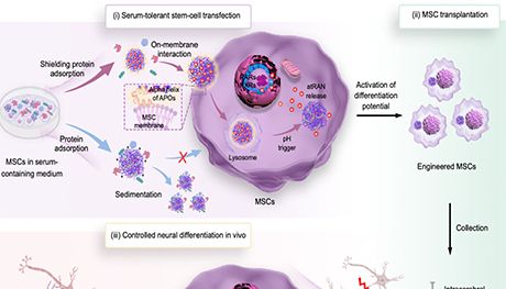 突破血清屏障，高效递送miRNA——APOs@BP纳米载体赋能间充质干细胞神经定向分化