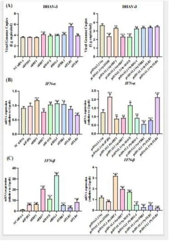 普健生物Xten? Mab 单B技术助力鸭肝炎先天免疫动态机制