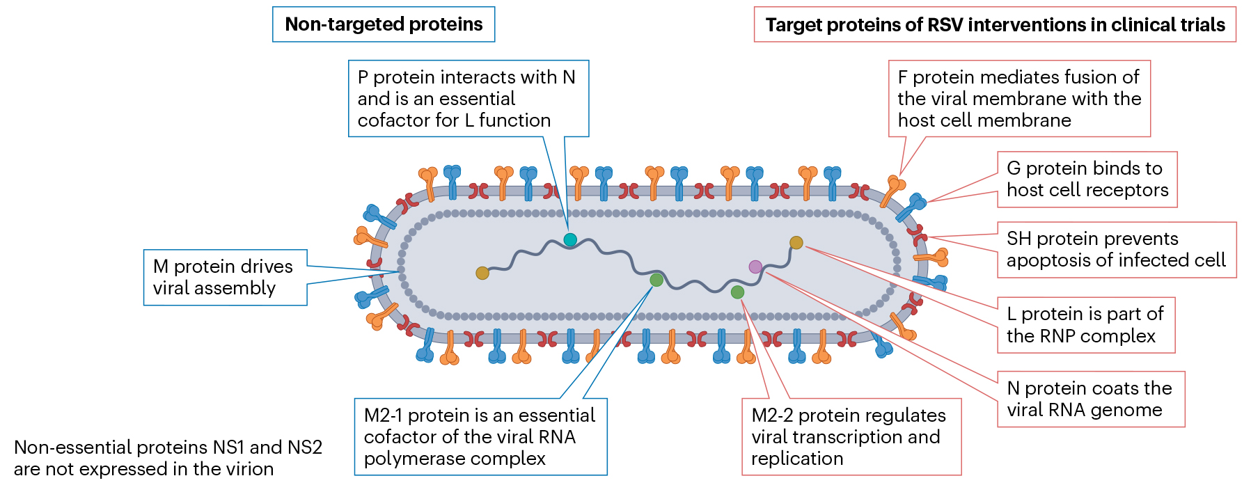 RSV三大呼吸道病毒之一，F和G蛋白是入侵宿主的关键
