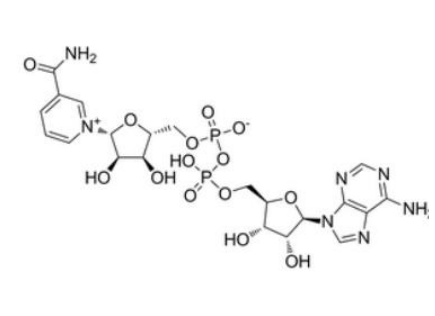 氧化型辅酶 I(NAD)
