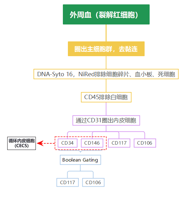 OMIP-011：8色Panel鉴定外周血中循环内皮细胞(CECs)