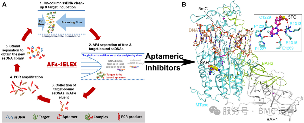 突破性发现！ IgE 蛋白助力 AF4-SELEX 技术验证，成功筛选 DNMT1 靶向抗癌适配体