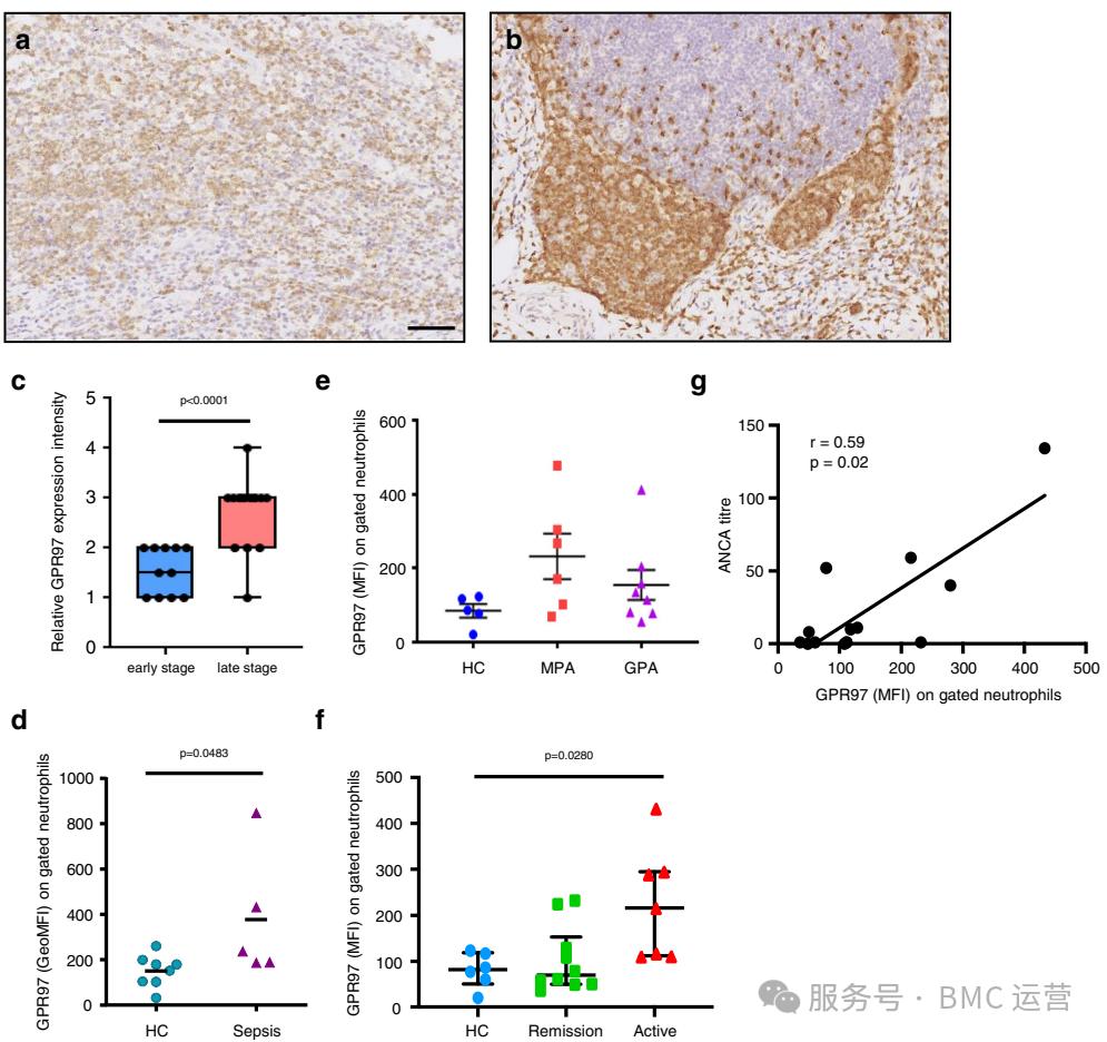 文献解读：Athens PR3助力揭示GPR97在中性粒细胞炎症治疗中的关键作用