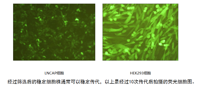 很多人过表达稳转株不稳定，却没重视细胞适配度