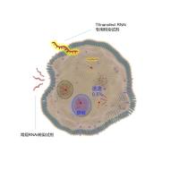 TSnanofect RNAi 专用转染试剂