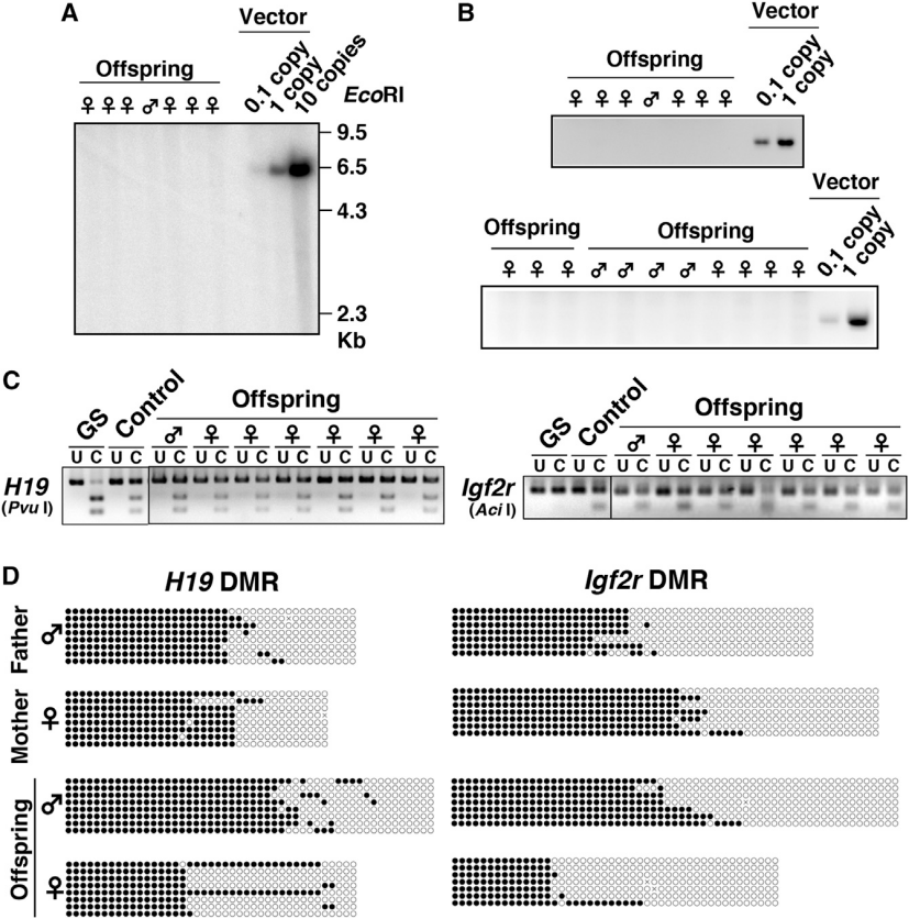 【AAV在卵巢中的应用】AAV介导的卵巢靶向基因递送能够恢复先天性不孕小鼠的生育能力