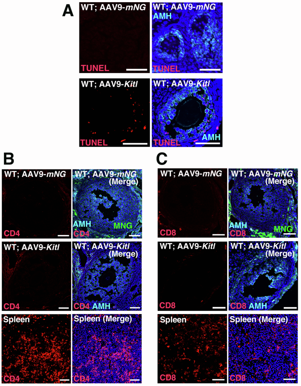【AAV在卵巢中的应用】AAV介导的卵巢靶向基因递送能够恢复先天性不孕小鼠的生育能力