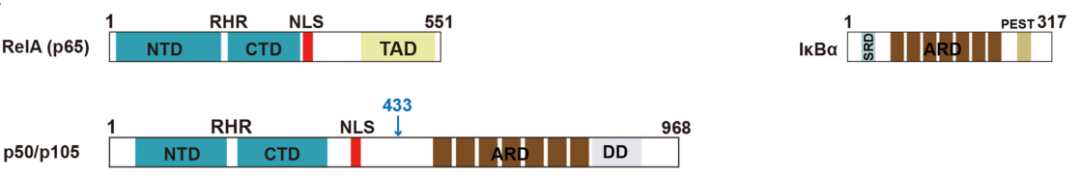 细胞焦亡系列【3】关键基因之NF-κB