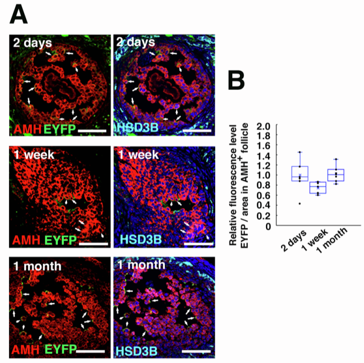 【AAV在卵巢中的应用】AAV介导的卵巢靶向基因递送能够恢复先天性不孕小鼠的生育能力