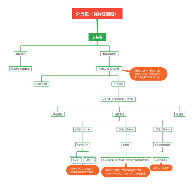 OMIP-012：9色Panel对人源化小鼠的精准解析与定量评估