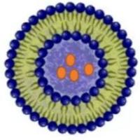 壳聚糖与TAT肽多层修饰的仿生脂质体用于协同增强依诺肝素的口服吸收