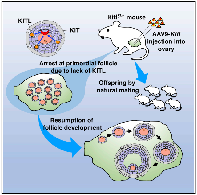 【AAV在卵巢中的应用】AAV介导的卵巢靶向基因递送能够恢复先天性不孕小鼠的生育能力